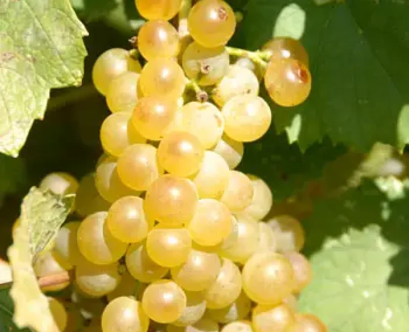 Chardonnay-Grapes-On-Vine