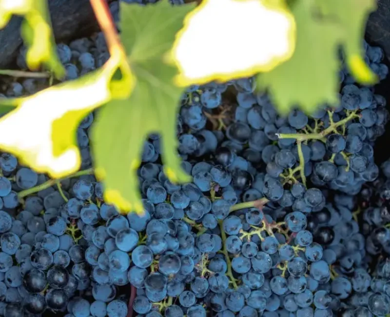 garnacha tintorera